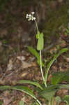 Wild comfrey